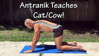 Cat Cow Part 1: How to do Cat/Cow in two different ways with Antranik