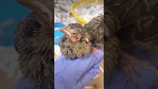 Baby birds lost Mommy: Getting better & better! don't 4get to like & subscribe  thx!