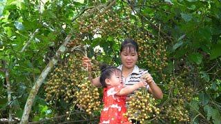 Harvesting kumquats to sell at the market, affected by storms, grilled ribs deliciously