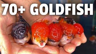 I Imported over 70 GOLDFISH from Thailand!