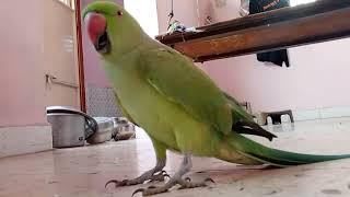 parrot cute voice ||  || lovely parrot lover ||  || #parrot