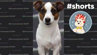 Small Brave Dog | Funny Jack Russell Terrier