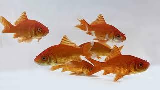 Single Tail Goldfish  | Quality Goldfish | 8 Types of Single Tail Goldfish | Modern Fish Tanks