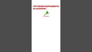 ДОМАШНИЙ огород на балконе! Посади ЭТО уже сегодня! #огород #сад #растения
