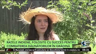 Raţele indiene au fost folosite cu succes pentru combaterea dăunătorilor în grădină