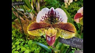 Tamiami International Orchid Festival Part 1