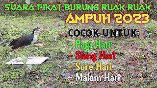 Suara Pikat Burung Ruak Ruak Ampuh