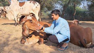 Purest A2 Desi Cow Vedic Bilona Ghee At Nyutam Farm