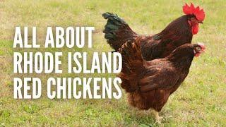 Rhode Island Red Chickens: Everything You Should Know