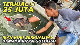 Fantastis!! Terjual 25 Juta, Ikan Koki Maya Rizka Goldfish Yang Satu Ini