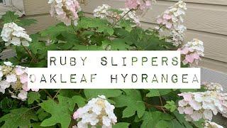 Ruby Slippers Oakleaf Hydrangea a must have flowering shrub for small garden spaces