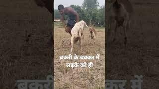 बकरे ने बकरी के चक्कर में लड़के को ही #shortsvideo