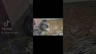 Zoo | Porcupine