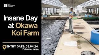 Buying New Koi at Okawa Koi Farm in Japan | The Nishikigoi Journal | EP#038