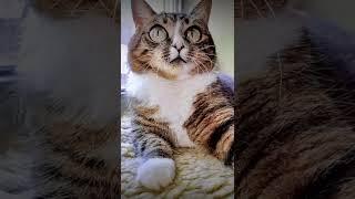 СМЕШНЫЕ КОШКИ / ПРИКОЛЫ С КОШКАМИ