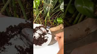 Surprising Plants tips  #garden #gardening #viralvideo