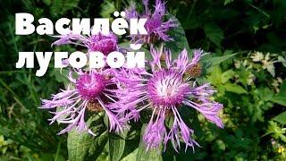 Василёк луговой! Лекарственное растение. Полезные свойства, краткий обзор