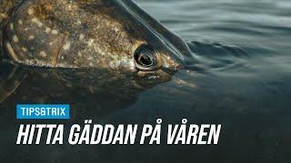 Så hittar du gäddan på våren | Biologen svarar