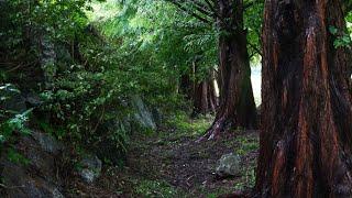 The secret forest, the sound of endless rain in the Metasequoia forest