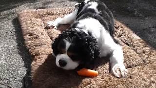 Ruby Eating A Carrot