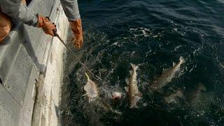 A Nice Stringer! - Jigging Cod in Alaska | Alaska Commercial Fishing