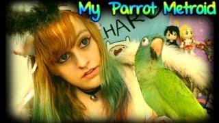 My Parrot Metroid [ Blue Crowned Conure ] ~ BabyZelda Gamer Girl