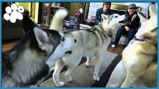 4 HUSKIES HOWLING TOGETHER!