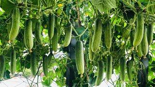 How to Grow Cucumbers with Many Fruits (plant in pots on the terrace)