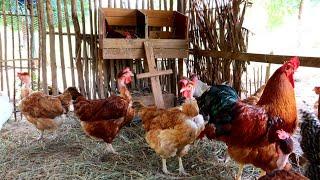 Criação caipira de baixo custo - Cuidando do galinheiro no inverno