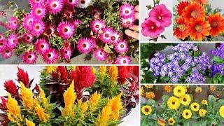 49+ BEST WINTER Flowering Plants To GROW From SEEDS In Aug-Sep!