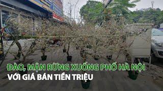 Đào, Mận rừng xuống phố Hà Nội với giá bán tiền triệu| VTC14