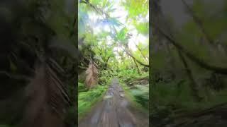 Taking a stroll through the lush rainforest ️ #elYunque #travel