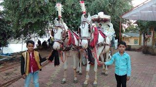 घोडा बग्गी | Horse baggi | घोड्यांची सजावट | horse videos | pashu premi | #horse