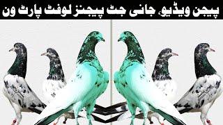 Pigeon Video  Jani Jutt Pigeons Loft  Part One