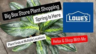 Costa Farms Houseplants Big Box Store Plant Shopping Costa Farms Houseplants Big Box Store Plants