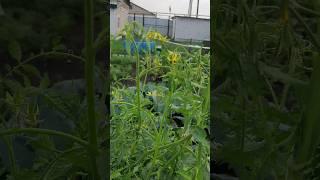 Василий в поисках красной помидорки   #изгородавдеревню #деревня