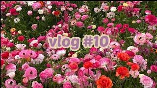 Vlog #10 Carlsbad Flower Fields 칼스베드 플라워필드 꽃구경하기 (3/2022)