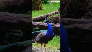 peacock indian escute esse som forte do pavão indiano#nature #aves#shorts @andersonmalu.