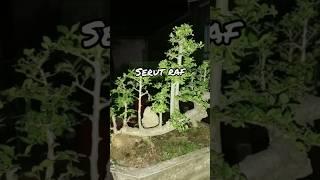 BONSAI SERUT RAF#shortsvideo #flowers