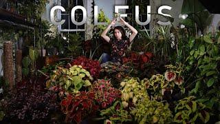 An Indoor Coleus Guide | Where To Find Free Coleus, Easy Overwintering & Best Varieties