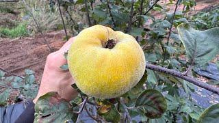 Aromatnaya Quince Grafted to Pacific Crab Apple roots