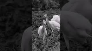 nature | egret | bird | forest | beautiful scenery | relaxing clip | PT 25 | EP 2 | ️️