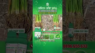 CỨNG CÂY 304 - BÍ QUYẾT GIÚP LÚA ĐỨNG CÂY, RỄ RA MẠNH, CHỐNG ĐỔ NGÃ HIỆU QUẢ #lua #cungcay #shorts