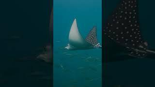 Baby Spotted Eagle Ray flying underwater