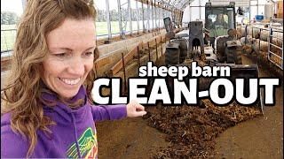 my first day back in the SHEEP BARN.  *it was a DIRTY ONE.  | Vlog 627