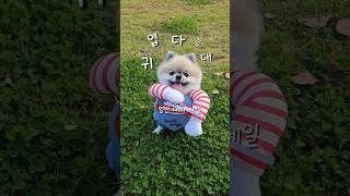 귀여운 척이 아니라 귀엽게 태어난건뎅..️ #shorts #pomeranain #cutedog #귀여운강아지 #cute #포메라니안