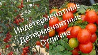 Индетерминантные и Детерминантные сорта томатов чем отличаются?