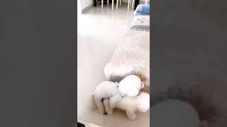 Adorable puppy Couples|Dog mating in love | offloaddogsboner realistic dog mating dolls review