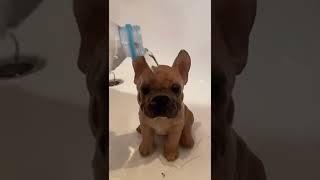 It worked!! (@TJ The Frenchie ) #dogsofttiktok #fyp #foryou #foryoupage #magic #frenchie