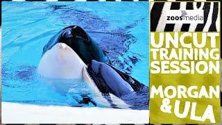 Loro Parque: ORCA Morgan & BABY Ula during TRAINING (UNCUT) | zoos.media 